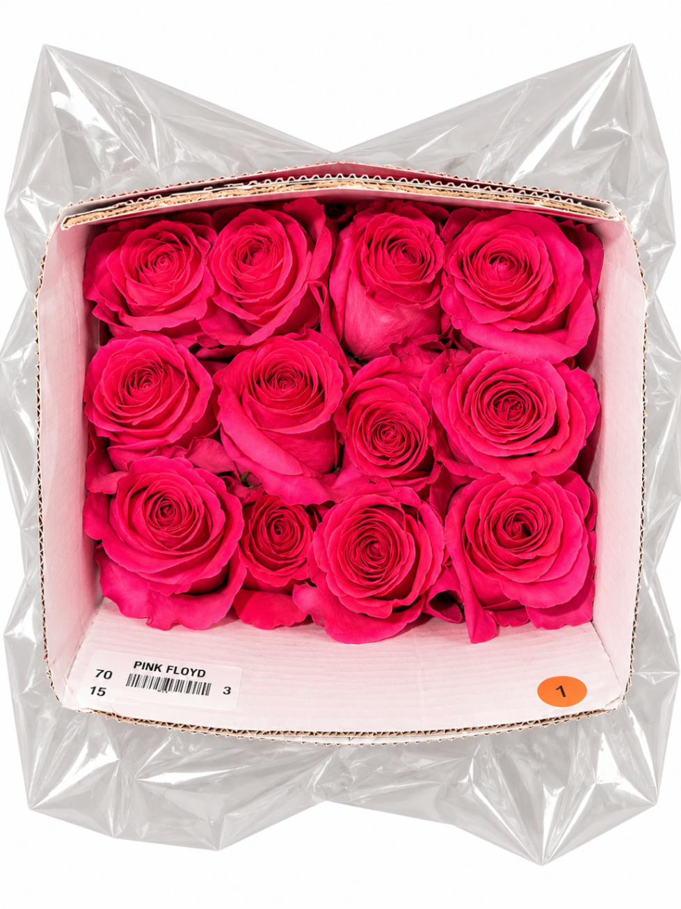 Rosas Fucsia, vista del producto