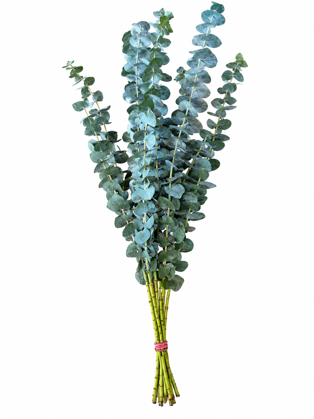 Eucalipto Baby Blue, vista 1 de 2