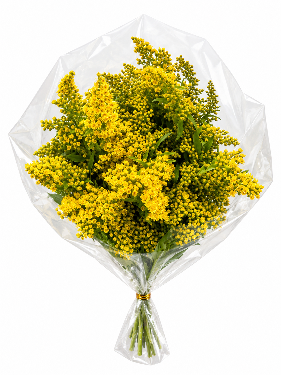 Solidago Amarillo, vista 2 de 2