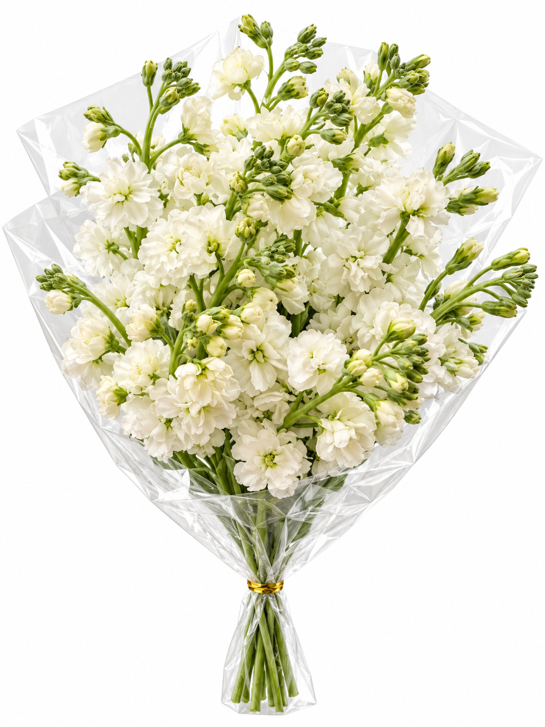Stock Blanco, vista 2 de 2