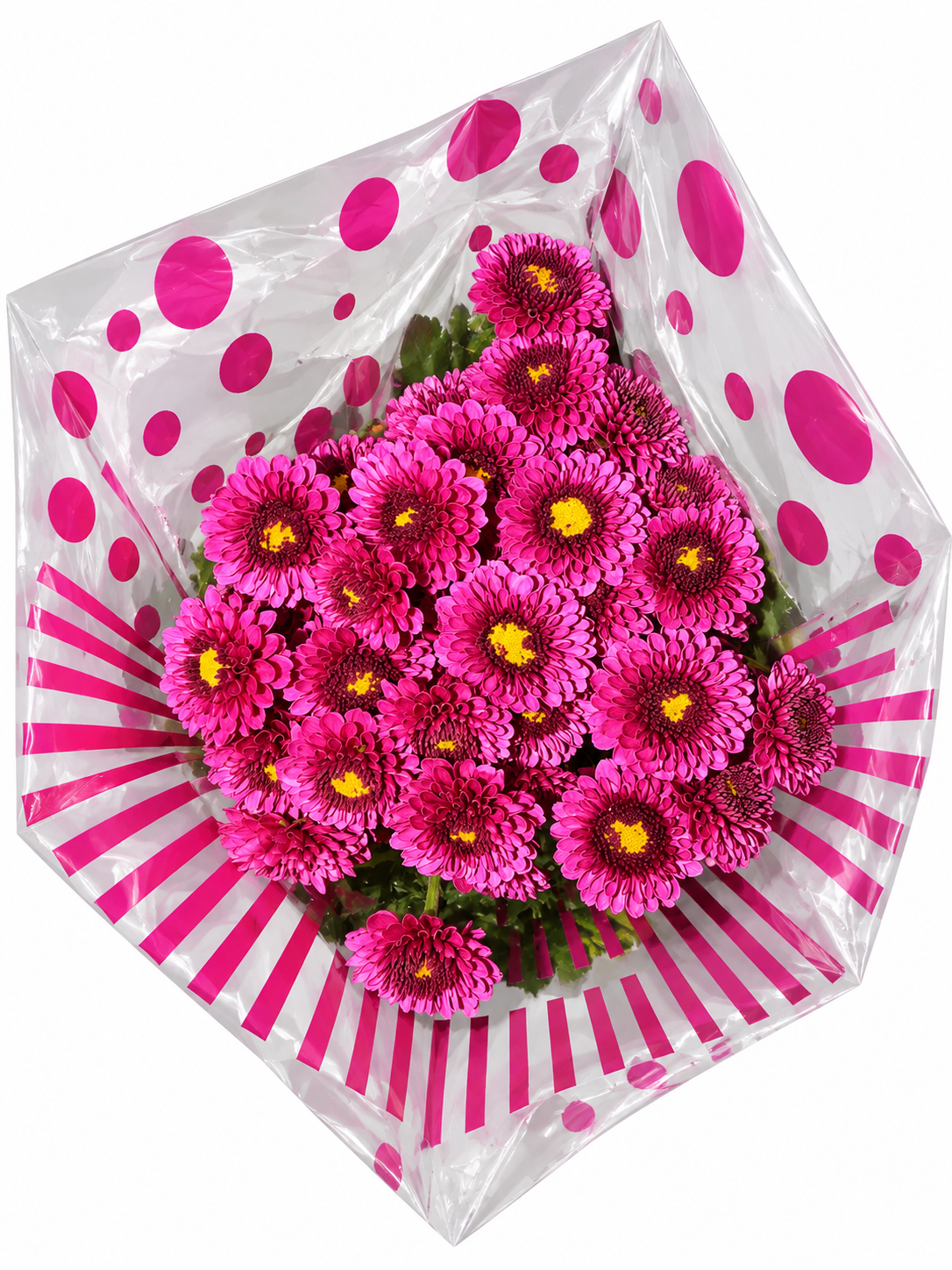 Crisantemo Pompón Fucsia, vista del producto
