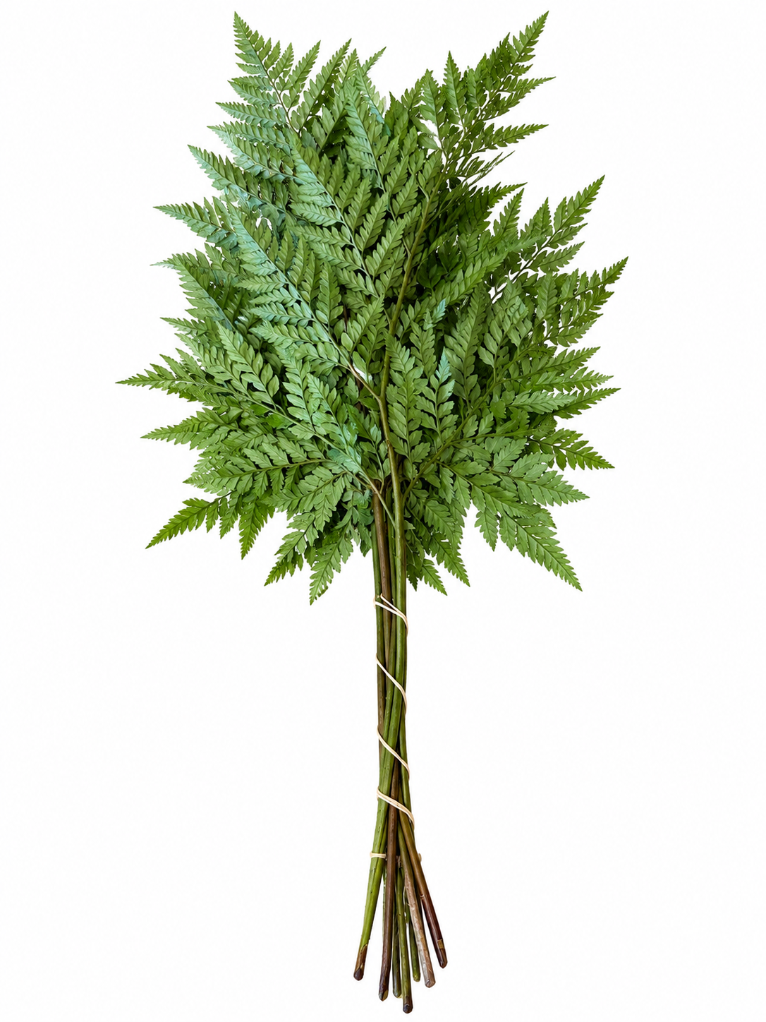 Leather Fern, vista 1 de 2