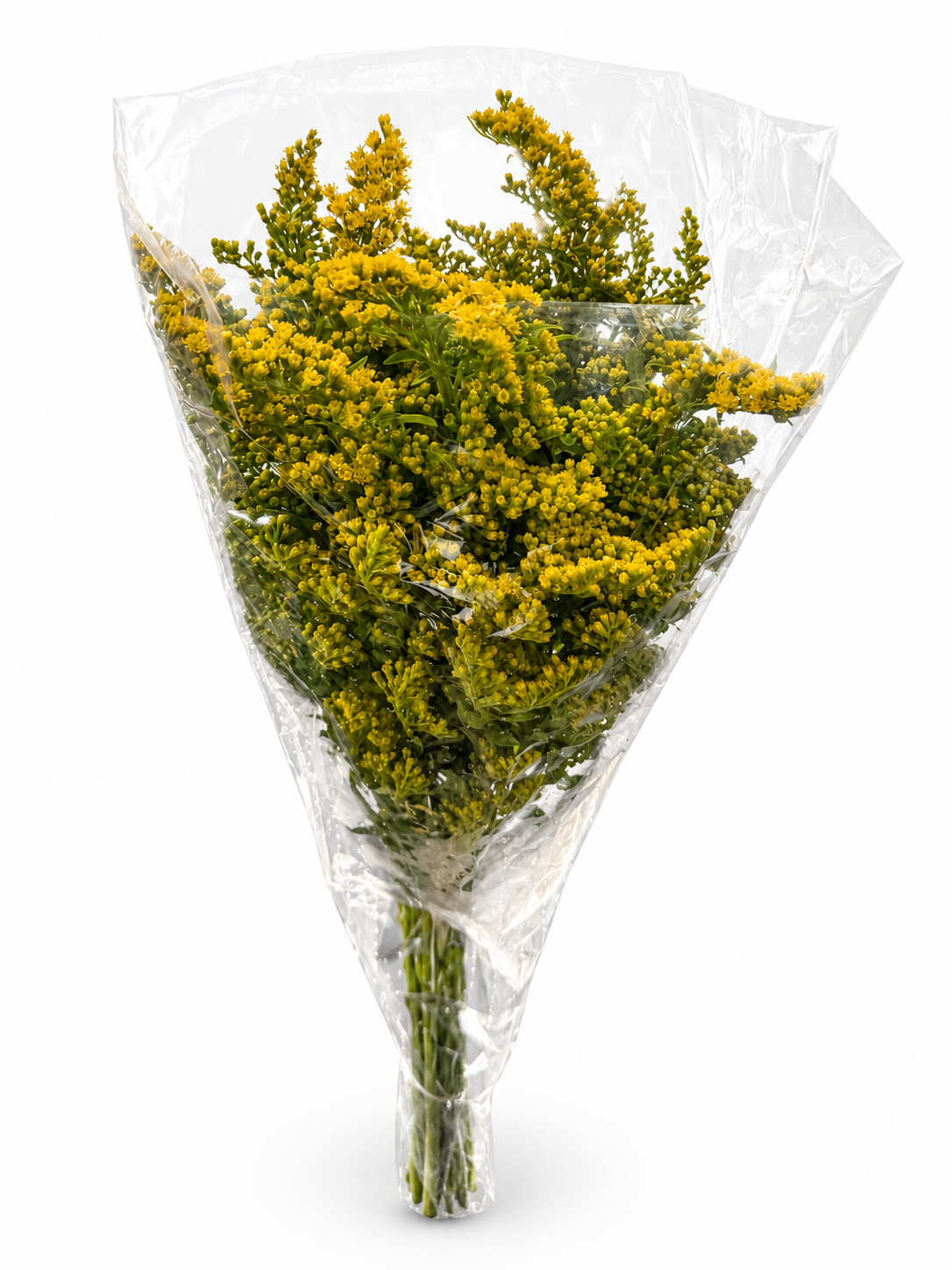 Solidago Amarillo, vista 1 de 2