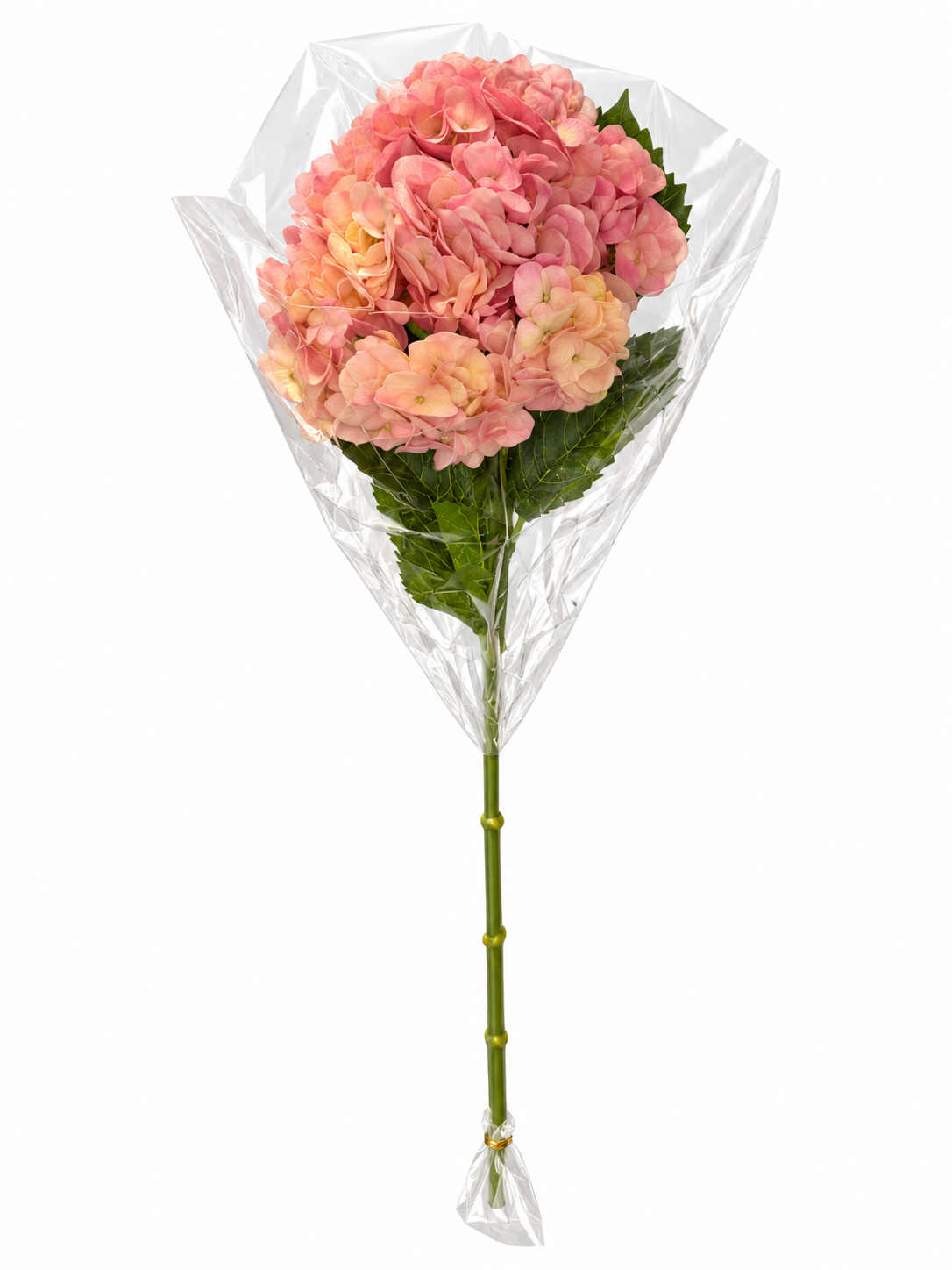 Hortensia Coral, vista 2 de 2