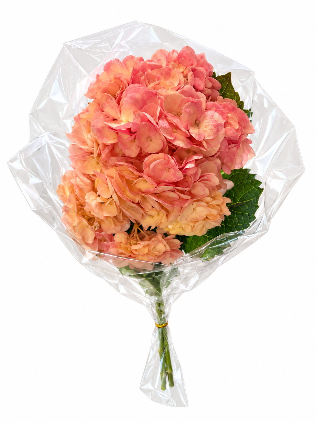 Hortensia Coral, vista 1 de 2