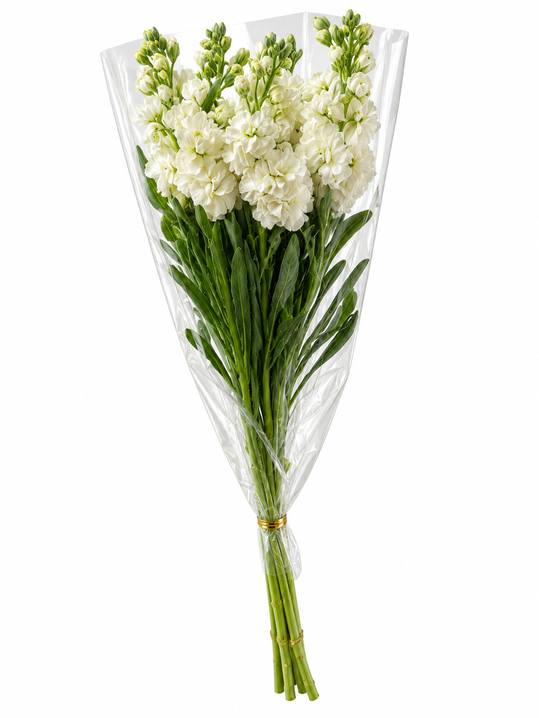Stock Blanco, vista 1 de 2