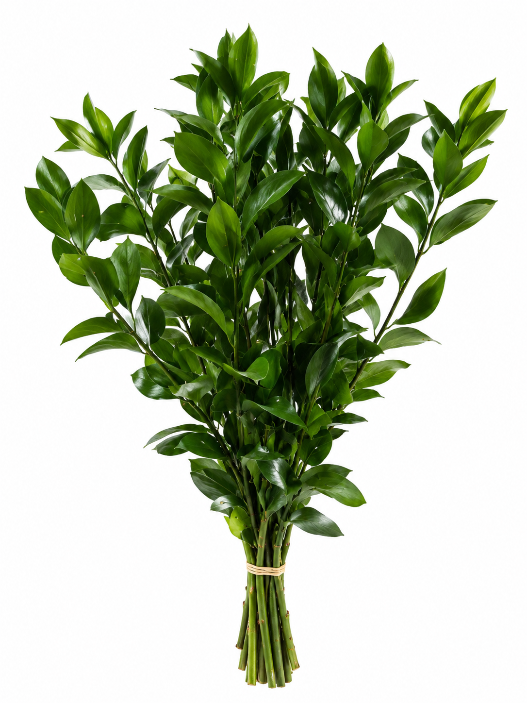 Ruscus, vista 2 de 2