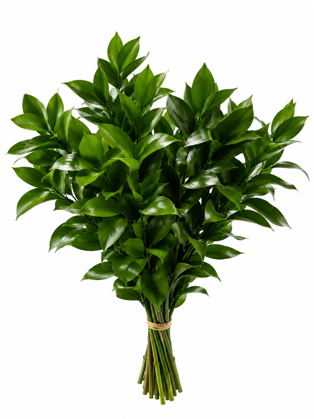 Ruscus, vista 1 de 2