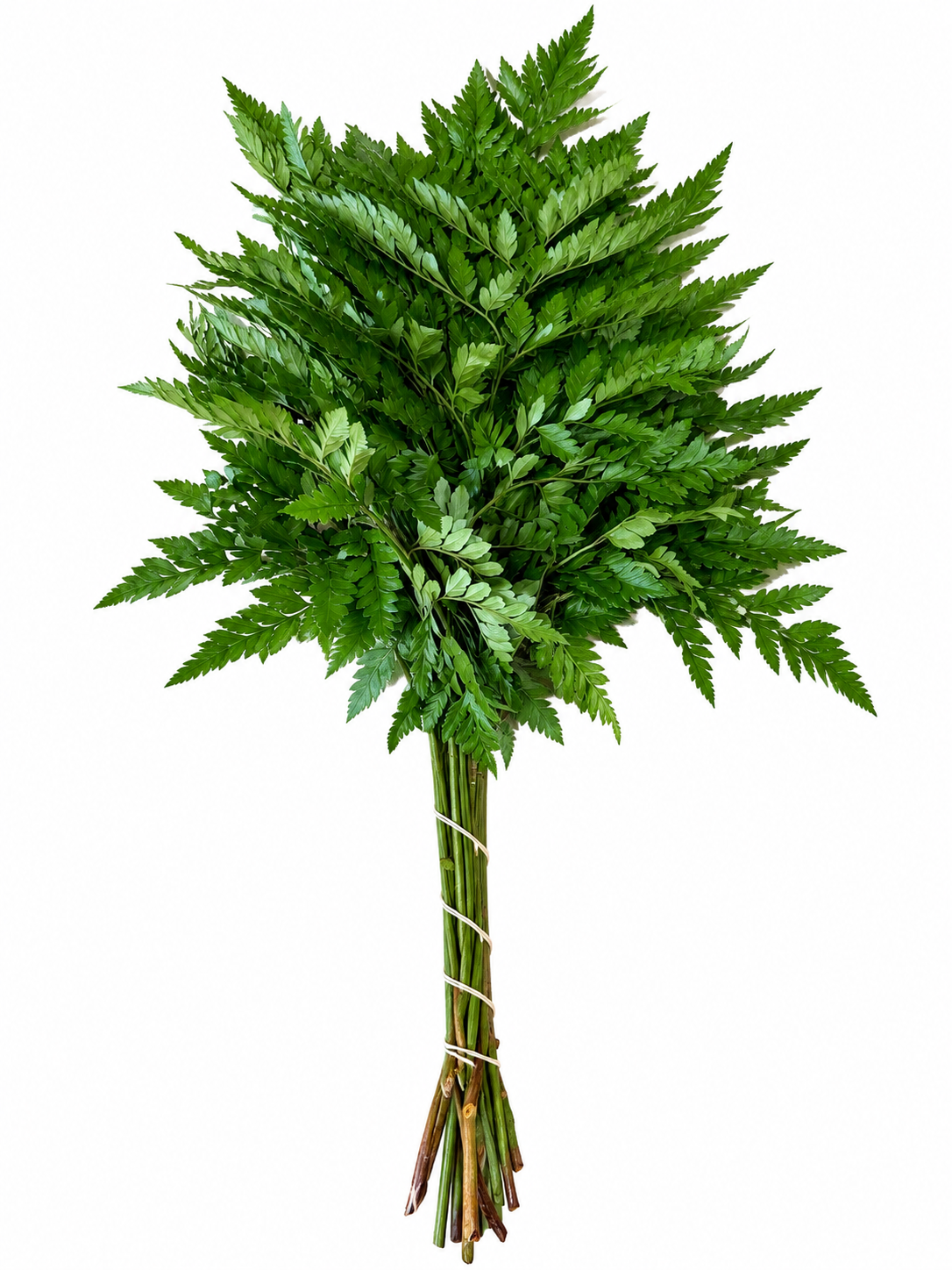 Leather Fern, vista 2 de 2