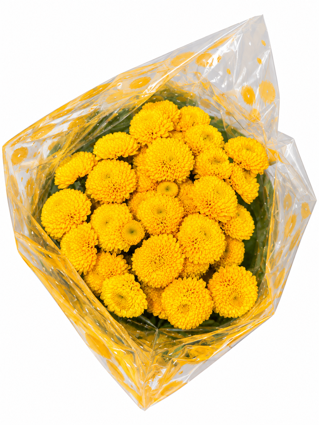 Crisantemo Pompón Amarillo, vista del producto