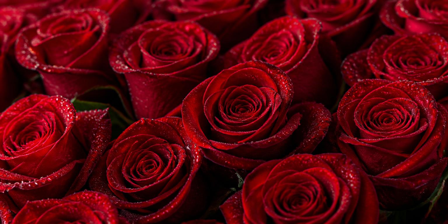 Rosas rojas frescas con gotas de agua